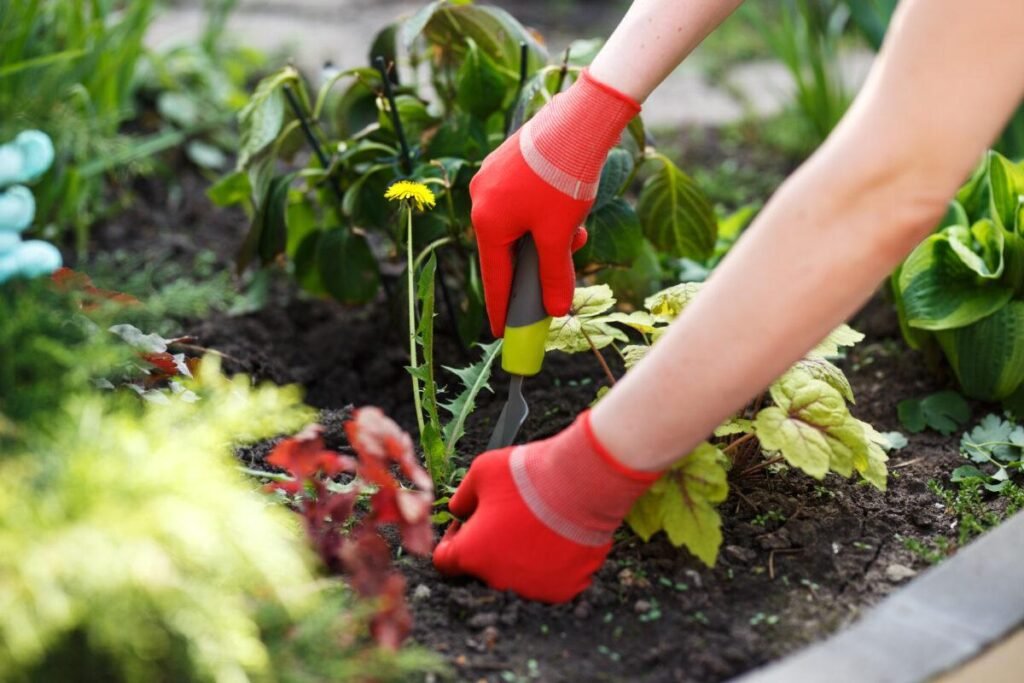 Removing weeds from a garden bed to maintain healthy plants